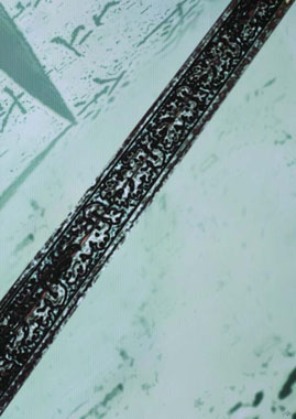 ����ȡEù�w�����@Silvia Rodriguez�@�ת����s